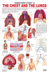 The Chest & The Lungs