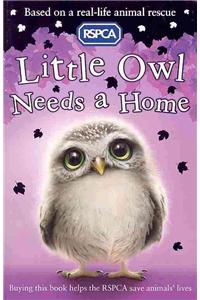 Little Owl Needs a Home