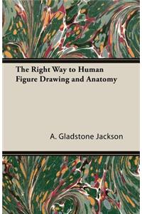 Right Way to Human Figure Drawing and Anatomy