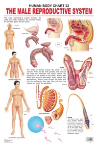 The Male Reproductive System