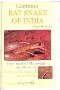 The Common Rat Snake of India