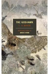 Goshawk