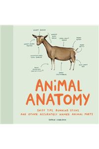 Animal Anatomy