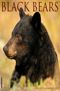 Black Bears 2024 12 X 12 Wall Calendar