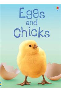 Eggs and Chicks