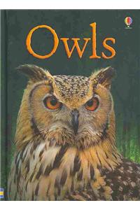 Owls