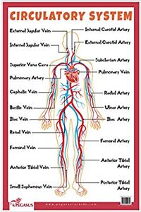 Circulatory System - Educational Chart