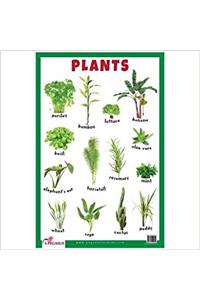 Plants - Educational Chart