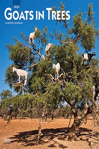 Goats in Trees 2022 Square