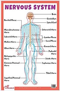 Nervous System - Educational Chart