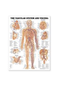 Vascular System and Viscera Anatomical Chart