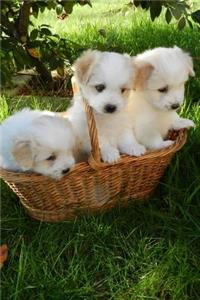 Three Adorable Creamy White Puppy Dogs in a Basket Journal