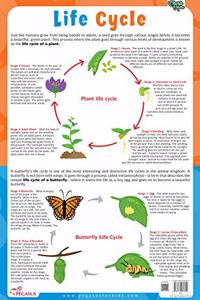 Plant & Butterfly Life Cycle Chart - Thick Laminated Chart