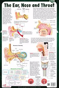 The Ear, Nose & Throat - Thick Laminated Chart