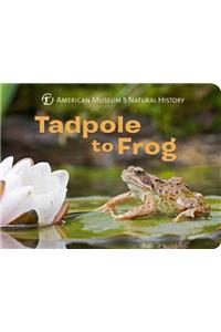 Tadpole to Frog