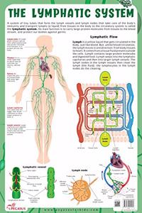 The Lymphatic System - Thick Laminated Chart