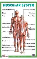 Muscular System