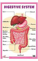 Digestive System - Educational Chart