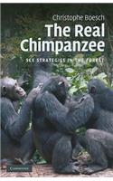 Real Chimpanzee