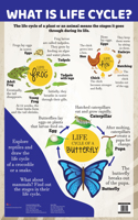 What is Life Cycle? - Charts