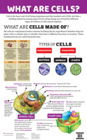 What are Cells? - Charts