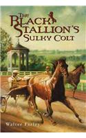 Black Stallion's Sulky Colt