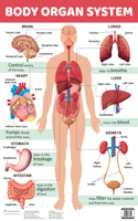 Charts: Body Organ System Charts (Educational Charts for kids)