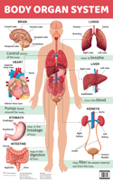 Body Organ System - Charts