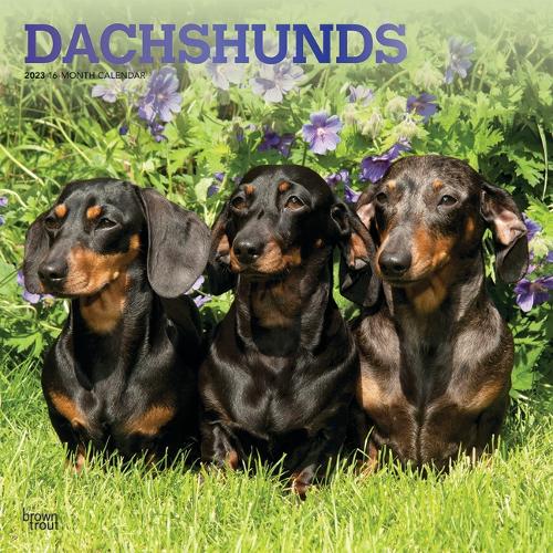 Dachshunds 2023 Square Foil