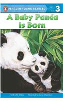 Baby Panda Is Born