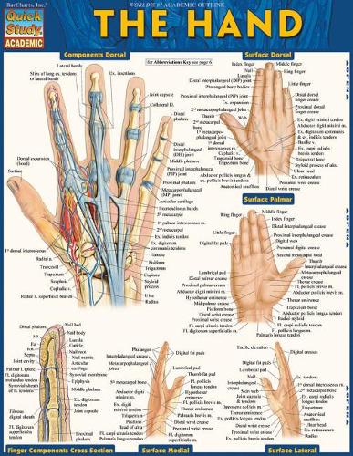 Hand