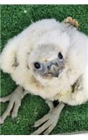 Baby Gyr Falcon Chick Bird of Prey Journal