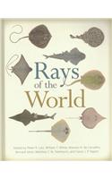 Rays of the World