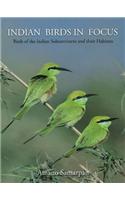 Indian Birds in Focus