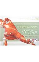 Key Muscles of Yoga: Your Guide to Functional Anatomy in Yoga