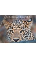 Indian Leopard