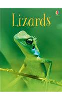 Lizards (Beginners)