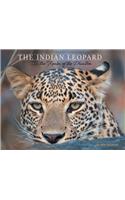 Indian Leopard