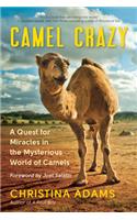Camel Crazy