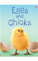 Eggs and Chicks