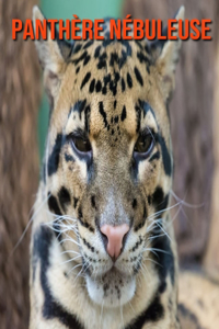 Panthère Nébuleuse