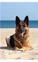 Beach Doggie