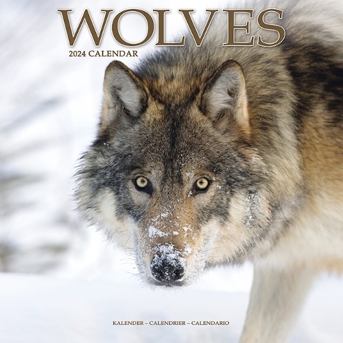 Wolves Calendar 2024  Square Animal Wall Calendar - 16 Month