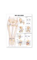 Hip and Knee Anatomical Chart