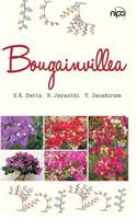 Bougainvillea