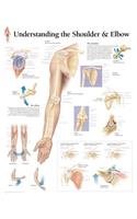 Understanding the Shoulder & Elbow Chart