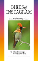 Birds of Instagram