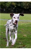 Such a Cute Dalmatian Puppy Dog Journal