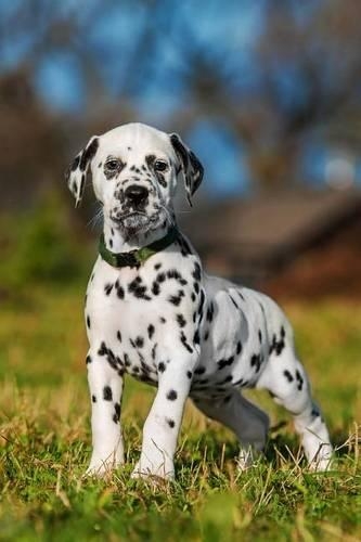 Such a Cute Dalmatian Puppy Dog Journal