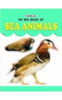 Sea Animals
